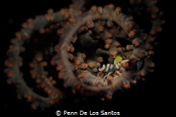 Tiny whip coral shrimp with parasite by Penn De Los Santos 